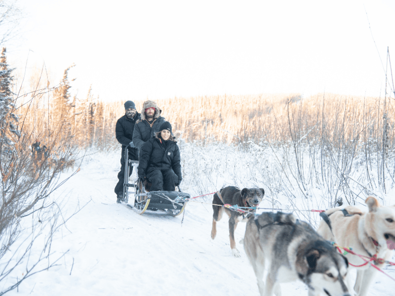 Sled dog tyour during a stay at Borealis Basecamp
